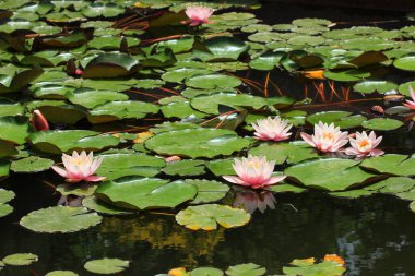 Botanik bahçesindeki havuzda nilüferler.