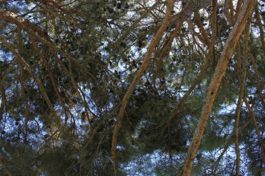 Büyük taçlar koni ile yenir..