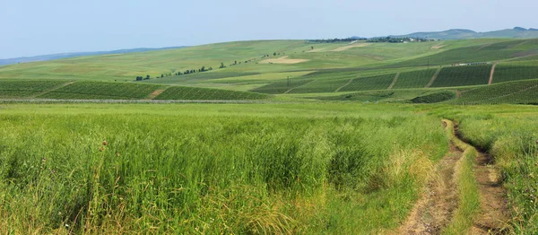 Green Vine Fields Stretches Horizon Shemakha Azerbaijan —  Fotos de Stock