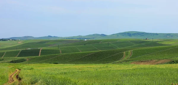 Green vine fields stretches over the horizon. Shemakha. Azerbaijan.
