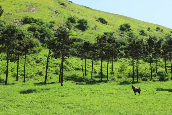 Horse Walks Green Grass Next Mountain — Fotografia de Stock