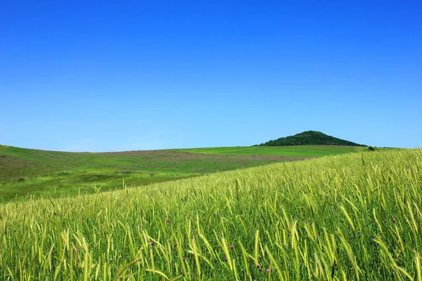 Green Wheat Fields Mountains Shemakha Azerbaijan — Foto de Stock