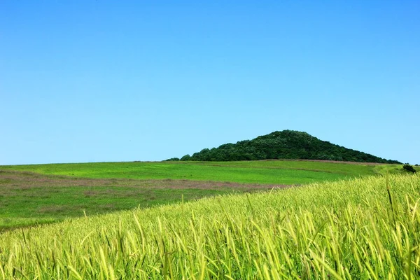 Green Wheat Fields Mountains Shemakha Azerbaijan — стоковое фото