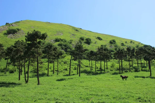 Horse Walks Green Grass Next Mountain — Stock Fotó