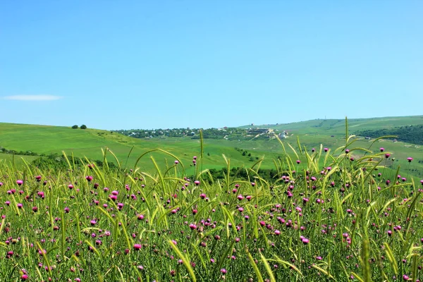 Purple Thorns Green Wheat Fields Mountains Shemakha Azerbaijan —  Fotos de Stock