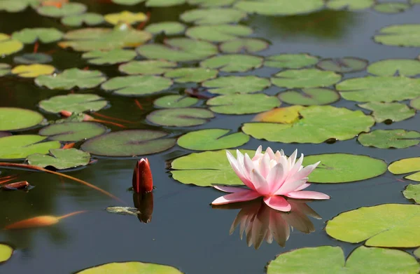 Water Lilies Pool Botanical Garden Fotos De Bancos De Imagens