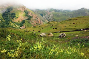 Yellow flowers on the mountainside. Shahdag. Azerbaijan.