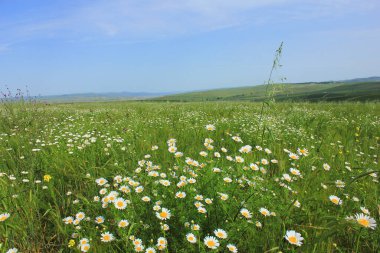 Büyük beyaz papatya tarlası.