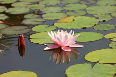 Botanik bahçesindeki havuzda nilüferler.