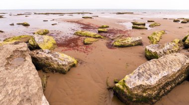 Hazar Denizi 'nin kayalık kıyısında kızıl yosunlar..