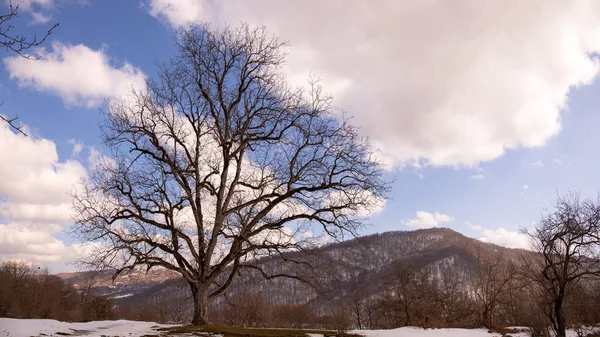 Beau Grand Chêne Hiver — Photo