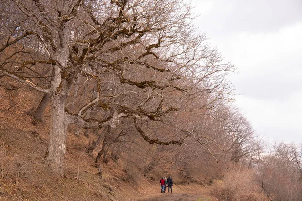 Three people are walking along a path in the forest.