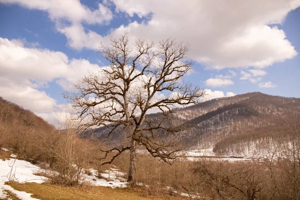 Eine Schöne Große Eiche Winter — Stockfoto