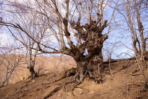 森林里的老树 — 图库照片