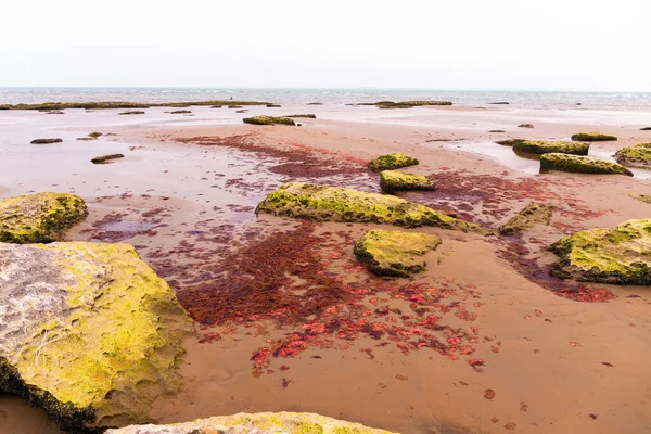 Beautiful red algae on the shore of the Caspian Sea.