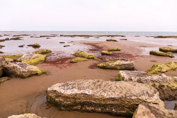 Red algae near the rocky coast of the Caspian Sea.