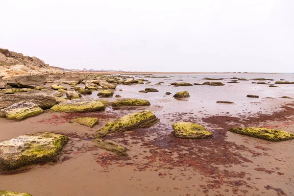 Red algae near the rocky coast of the Caspian Sea.