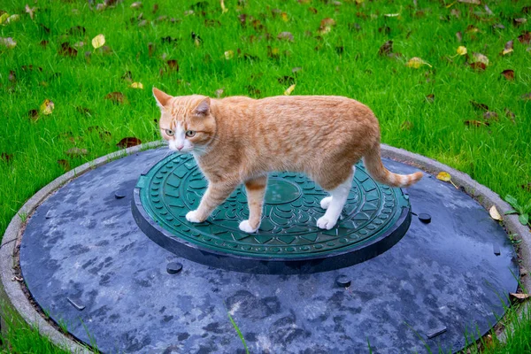 芝生の上の猫 青草を背景にした下水道のマンホールには生姜子猫が立っている — ストック写真