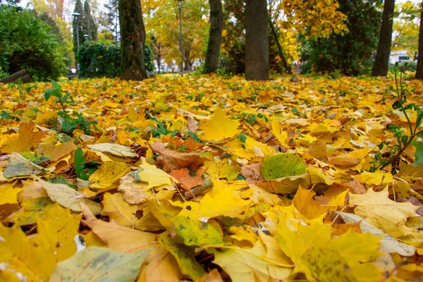 Automne Lumineux Beau Paysage Automne Avec Des Arbres Jaunes Soleil — Photo