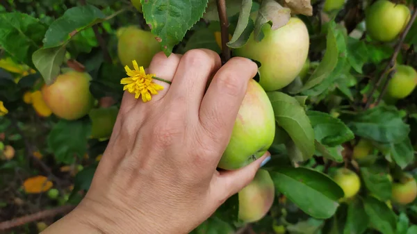 A woman\'s hand picks an apple from an apple tree. Harvesting apples in autumn.