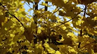 Sonbaharda akçaağaç. Sarı akçaağaç yaprağı. Yaprakların arasından bir güneş ışığı parlıyor..
