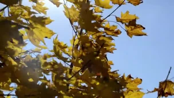 Solstråle Skiner Genom Lövverket Lönn Höst Gula Lönnlöv — Stockvideo