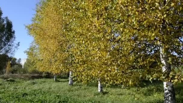 赤黄色の葉を持つ白樺の木 秋の木々 明るい紅葉 — ストック動画