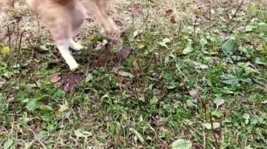 Zencefilli kedi bir fareyle dışarıda oynuyor. Kedi fareyi yakaladı..