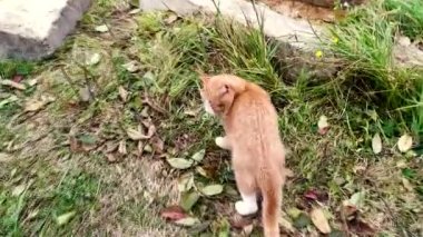 Kedi fareyi yakaladı. Kızıl kedi bir fareyle dışarıda oynuyor..