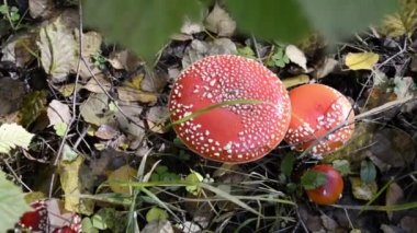 Amanita. Ormandaki çimlerin üzerinde bir sinek ailesi büyür. Güzel zehirli mantarlar.
