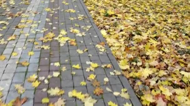 Падшие Листья Тротуаре Парке Осенняя Листва Ногами Желтый Кленовый Лист — стоковое видео