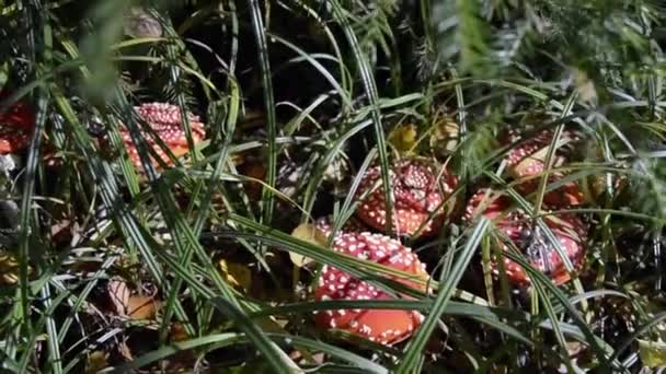 Amanita Floresta Muita Mosca Agarics Cresce Grama Floresta Belos Cogumelos — Vídeo de Stock