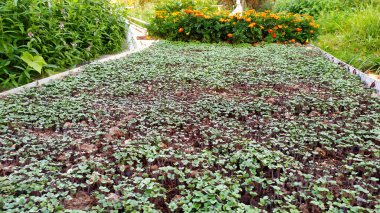 Sonbaharda yeşil gübre ekiyorum. Bahçedeki sırtta hardal.