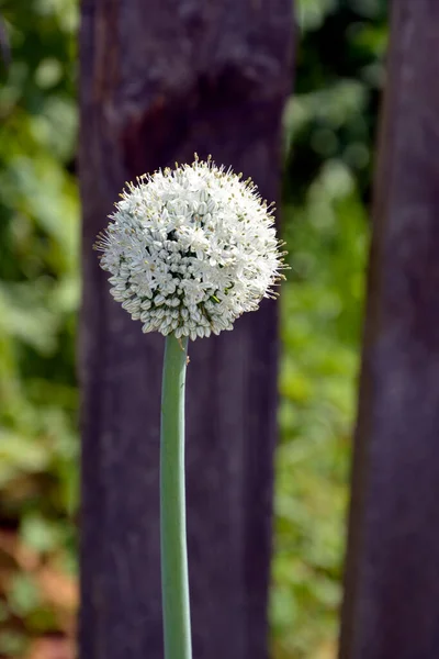 Detailní Záběr Míče Nigellou Cibulová Hlavička Semínky — Stock fotografie