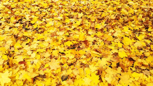 Automne Feuilles Jaunes Érable Champ Est Parsemé Feuilles Tombées — Photo