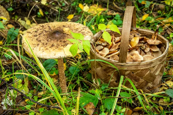 バスケットの近くに大きなキノコ 森の中で蜂蜜の農業を集める — ストック写真