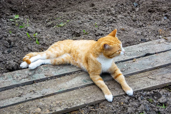 Zázvorová Kočka Zahradě Kotě Odpočívá Dřevěných Prknech — Stock fotografie