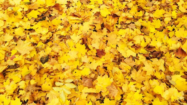 Feuilles Érable Feuilles Tombées Dans Parc Près Des Arbres — Photo