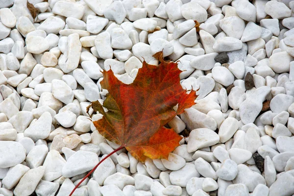 Feuille Érable Une Feuille Rouge Repose Sur Gravier Blanc — Photo