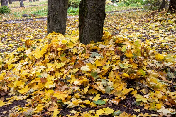 Fatörzseket Lehullott Levelek Borítják Őszi Levelek — Stock Fotó