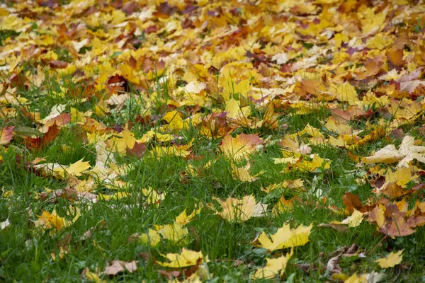 Feuillage Jaune Sur Herbe Verte Pelouse Est Parsemée Feuilles Tombées — Photo