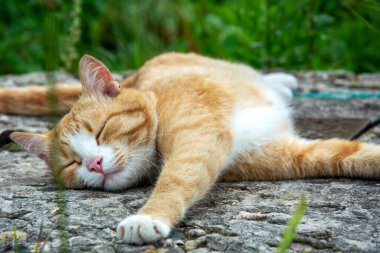 Kızıl kedi patikadaki bahçenin tadını çıkarıyor. Kedi kendini geriyor..