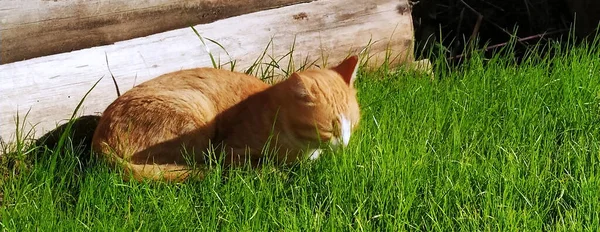 Kızıl Kedi Yeşil Çimlerin Üzerinde Uzanır Kedi Dışarıda Tahta Bir — Stok fotoğraf