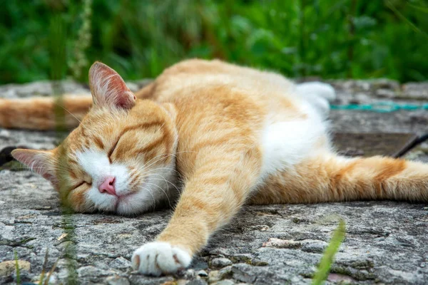 Kızıl kedi patikadaki bahçenin tadını çıkarıyor. Kedi kendini geriyor..