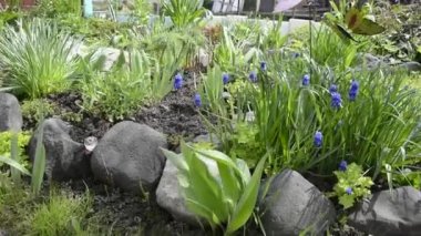 Bahçede mavi çiçekli çiçek tarhı.