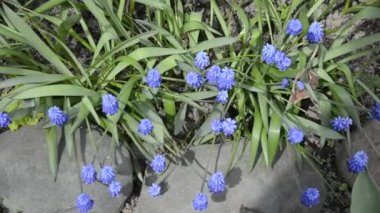 Bahçedeki çiçek tarhında çiçekler. Mavi küçük çiçekler.