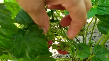 Bulanık odak noktasında çalılıktan çilek topluyorum..