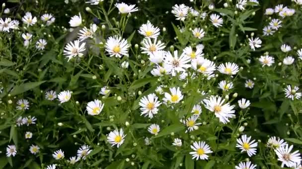 Small daisies. Background with flowers of daisies growing in the field. — Stock Video