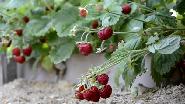 Fragole Sul Cespuglio Fragole Mature Crescono Nel Letto Del Giardino — Video Stock