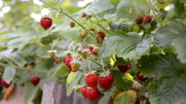 Μαζεύοντας Φράουλες Από Θάμνο Θολή Εστίαση — Αρχείο Βίντεο